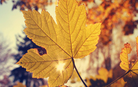 autumn leaf staring at the sun