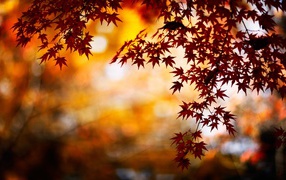 little autumn leaves