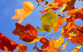 the autumn leaves in the wind HD