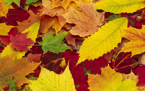 Смеси из осенних листьев