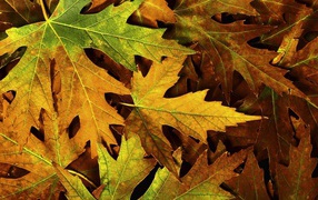Желтые и зеленые листья осени