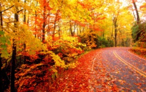 you u can't see the road in autumn
