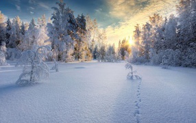 Закат в белом  заснеженном лесу