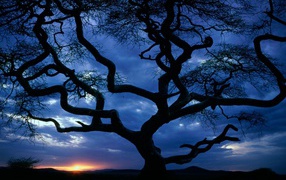 Силуэт дерева на закате