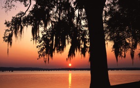 Темное дерево на фоне заката