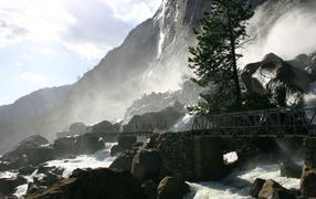 Одинокая сосна у водопада