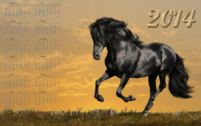Horse 2014
