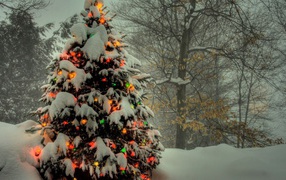 Новогодняя елка в лесу 2014 год