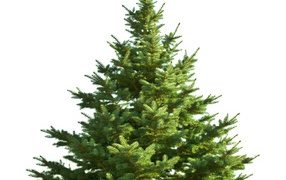 Новогодняя елка без украшений