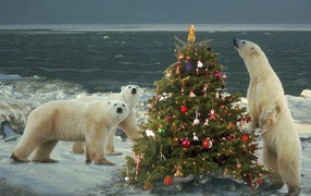 White bears celebrate the New Year