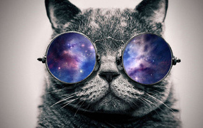 Cat in Space