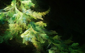 Абстрактные листья салата