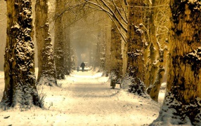 Аллея из больших деревьев в снегу