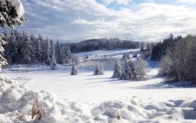 Красивый зимний лес