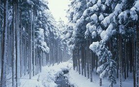 Creek in winter forest