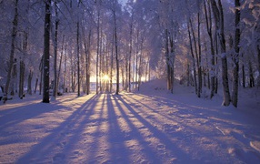 Evening silence in winter forest