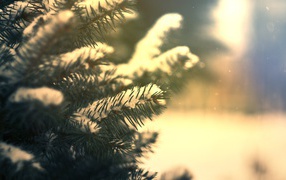 Ветка елки в снегу