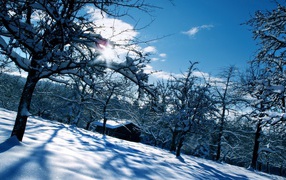 Домик в заснеженном саду