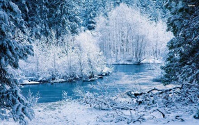 Icy winter forest