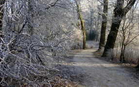 Landscape winter forest