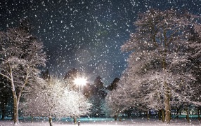 Фонарь освещает заснеженный лес