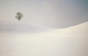 Lonely tree on the snow-covered hills