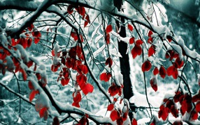 Red leaves in snow