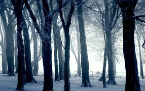 Silhouettes of trees in winter forest