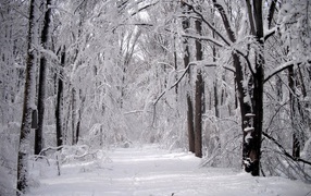 Белоснежная дорога зимой