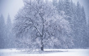 Tree in snow to captivity
