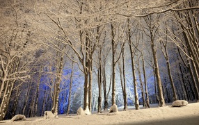 Winter evening in the wood