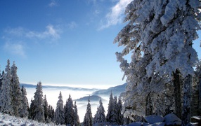Зимний лес высоко в горах