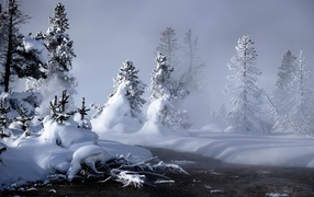 Winter forest in cloudy weather