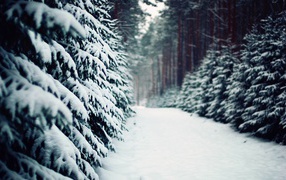 Winter road among coniferous trees