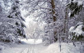 Winter road in the dense forest