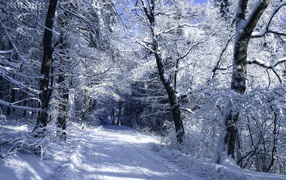Winter road in the white forest