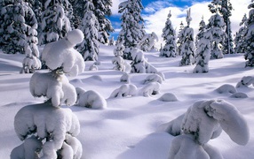 Young trees can not withstand snow in winter forest