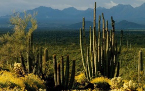 Landscape Arizona