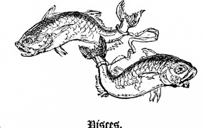 Рыбы на белом фоне