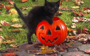 Black Cat celebrates Halloween