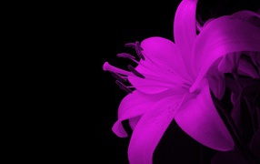 Эффектный цветок