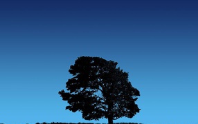 Дерево на фоне неба