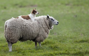 Собака на овце