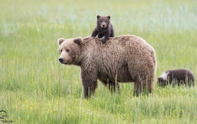 Bear and cub on the grass