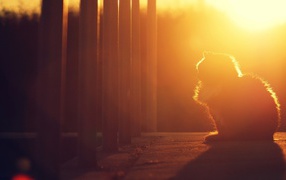 Кошка на закате