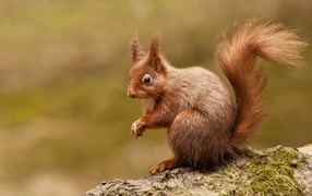 Любопытная белка