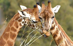 Faces pair of giraffes