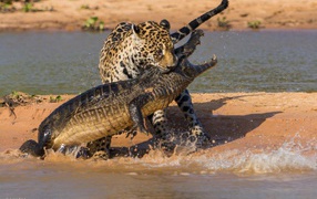 Fighting jaguar and crocodile
