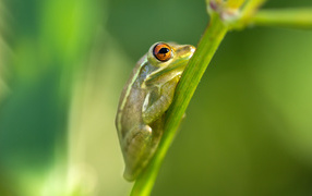 Green frog on stem