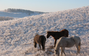 Лошади на зимнем поле